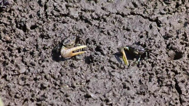 Fiddler crabs, or Ghost crabs, come out of their holes to feed in the mangrove forests of the Gulf of Thailand in Thailand.