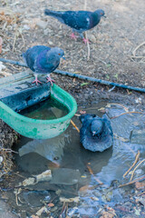 Pigeons gathered around a green water basin and puddle with blurred background.