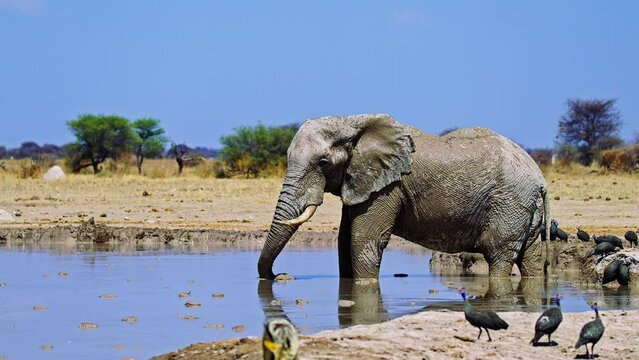 Elephant drinks and wallows in the mud