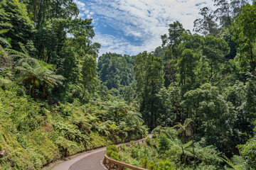 Rainforest with typical trees and pedestrian path in Caldeira Velha, São Miguel - Azores PORTUGAL
