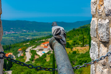 pigeon on a cannon at sokol fortress in Croatia