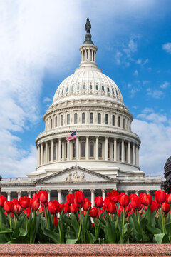 US Capitol dome with red tulips in bloom in the foreground, Washington DC
