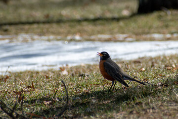 Singing Robin 