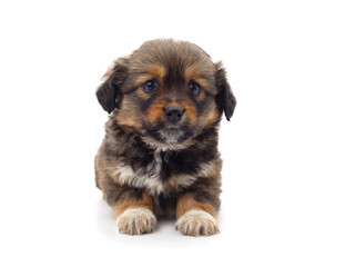 One brown little dog.