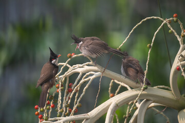 A red-eared bulbul mother and her calf feed on a Wodyetia bifurcata tree.