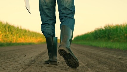 Farmer walks on ground road between corn fields with tablet in hand. Agriculturist comes to corn...