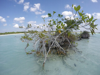 Planta de manglar en una laguna