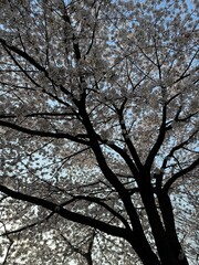 cherry blossems