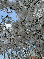 cherry blossems
