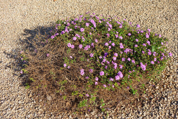 Half dry shrub of Trailing Lantana Montevidensis after chilly winter starting to wake up with clusters of lavender colored flowers in early spring, xeriscaping in Phoenix, Arizona