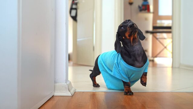 A dachshund dog puppy in a blue T-shirt walk with a limp around the corner and looks pitifully at its owner