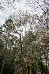 樹木公園のハクモクレン