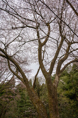 樹木公園のハクモクレン
