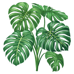 monstera plant vector png