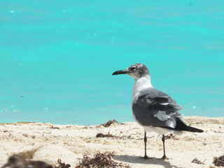 Gaviota en una playa
