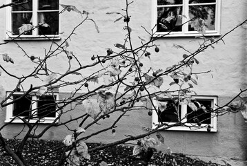 windows house