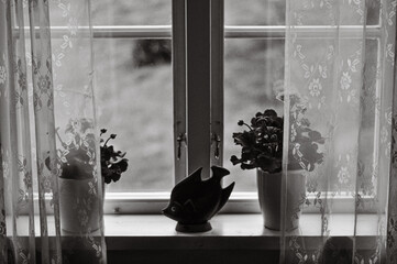 flowers in the window