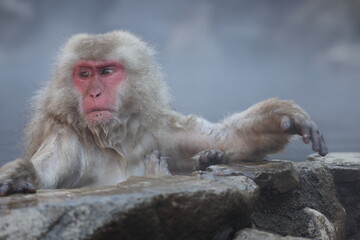 The Japanese macaque (Macaca fuscata), also known as the snow monkey, is a terrestrial Old World...