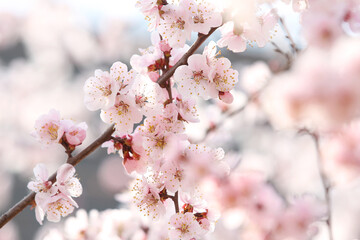 peach blossom in spring on blue sky background