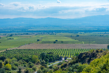 Fototapeta na wymiar Vineyards in Kakheti region of Georgia