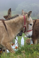 donkey and foal