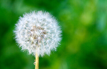 dandelion head on green background