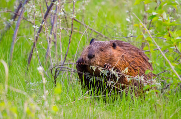 North American Beaver (Castor canadensis) chewing a tree branch wildlife close up