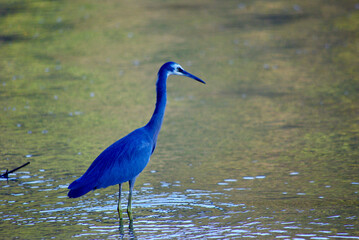 great blue heron