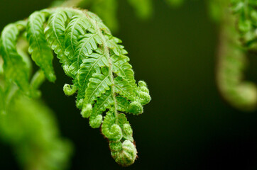 fern leaf close up © Belinda