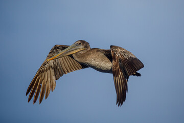 El pelícano pardo es una especie de ave pelecaniforme de la familia Pelecanidae que se encuentra en América desde el sur de los Estados Unidos hasta la Amazonía.