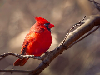 Bright Red Northern Cardinal perched on the tree branch
