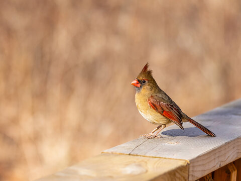 Female Northern cardinal perched on the wooden railing