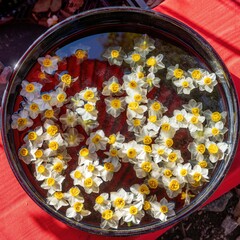 水瓶に浮かぶカラフルなスイセンの生花