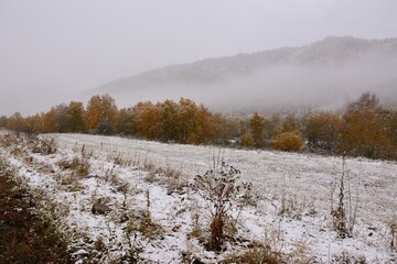 A small clearing covered with first snow at the edge of a forest in the mountains with clouds covering the peaks on a cloudy autumn morning.