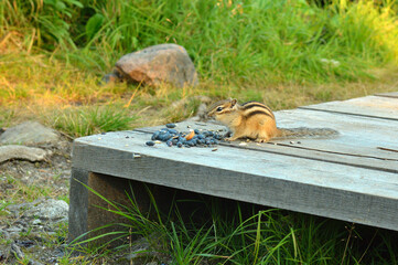 A young fluffy chipmunk eats nuts and a wild berry sitting on the edge of a wooden platform on a sunny summer evening.