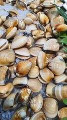 Close up photo of fresh shell on ice sold at the market
