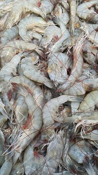 Close up photo of fresh shrimp on ice sold at the market