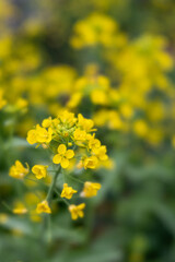 Blooming of bok choy (Brassica rapa subsp. chinensis) in Japan in spring - obrazy, fototapety, plakaty