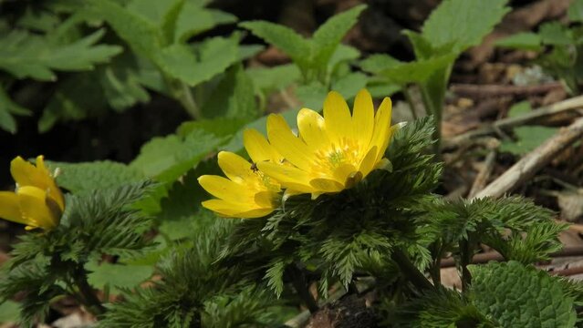 【山野草】フクジュソウ（福寿草）：Adonis ramose　20240404-1
