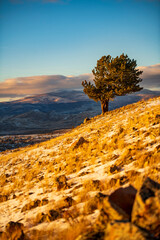 Lonely tree on the top of the mountain Colorado sunset autumn mountains landscape 