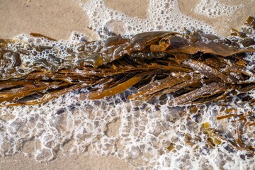 bull kelp growing on the rocks wave and swell in the ocean in australia