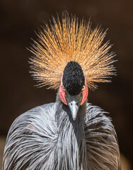 West African Crowned Crane staring
