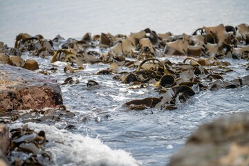 bull kelp growing on the rocks wave and swell in the ocean in australia