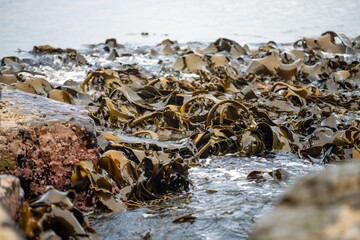 bull kelp growing on the rocks wave and swell in the ocean in australia
