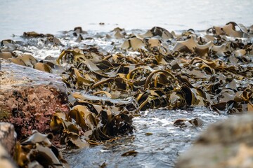 bull kelp growing on the rocks wave and swell in the ocean in australia