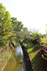 Fototapeta premium 小川