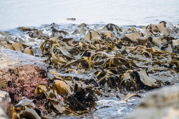 bull kelp growing on the rocks wave and swell in the ocean in australia