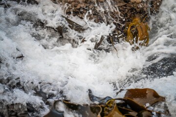 bull kelp growing on the rocks wave and swell in the ocean in australia