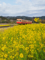 小湊鐵道　石神なの花畑