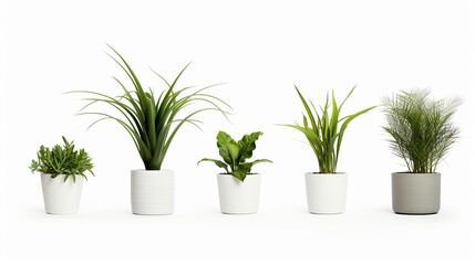 Indoor plants isolated on white backgroundrealistic, business, seriously, mood and tone - obrazy, fototapety, plakaty